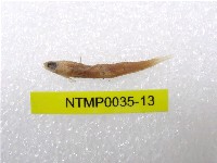 藏品(小骨鰧)的圖片